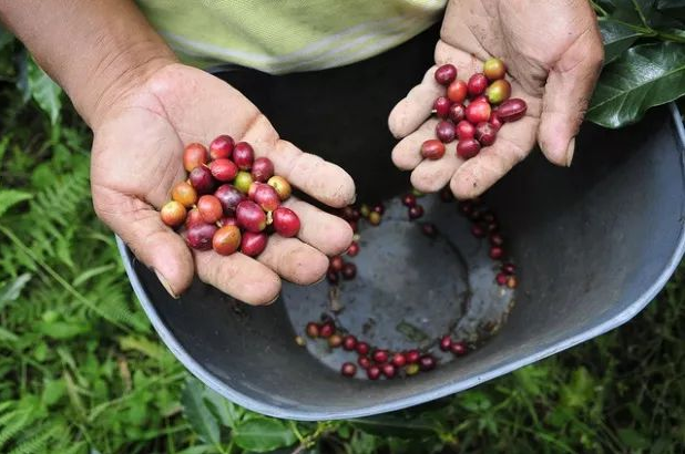 Mesin pengemas kopi tetes kopi Peru